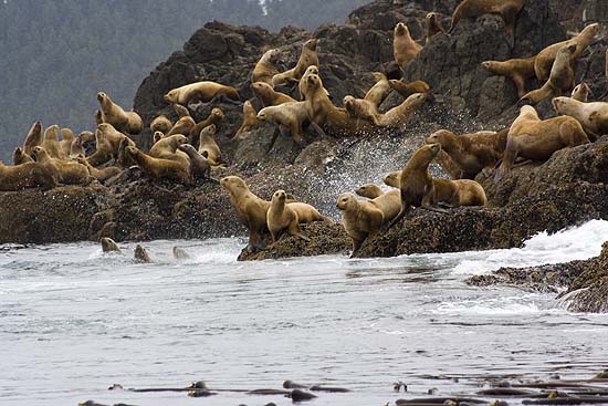 Stellar sea lions jumping into the water